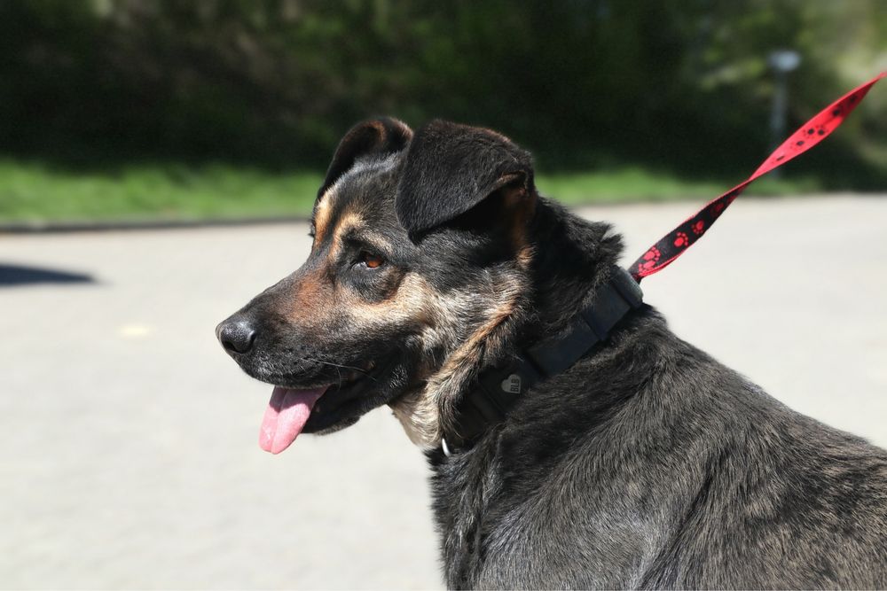 Przekochany Borysek szuka domu