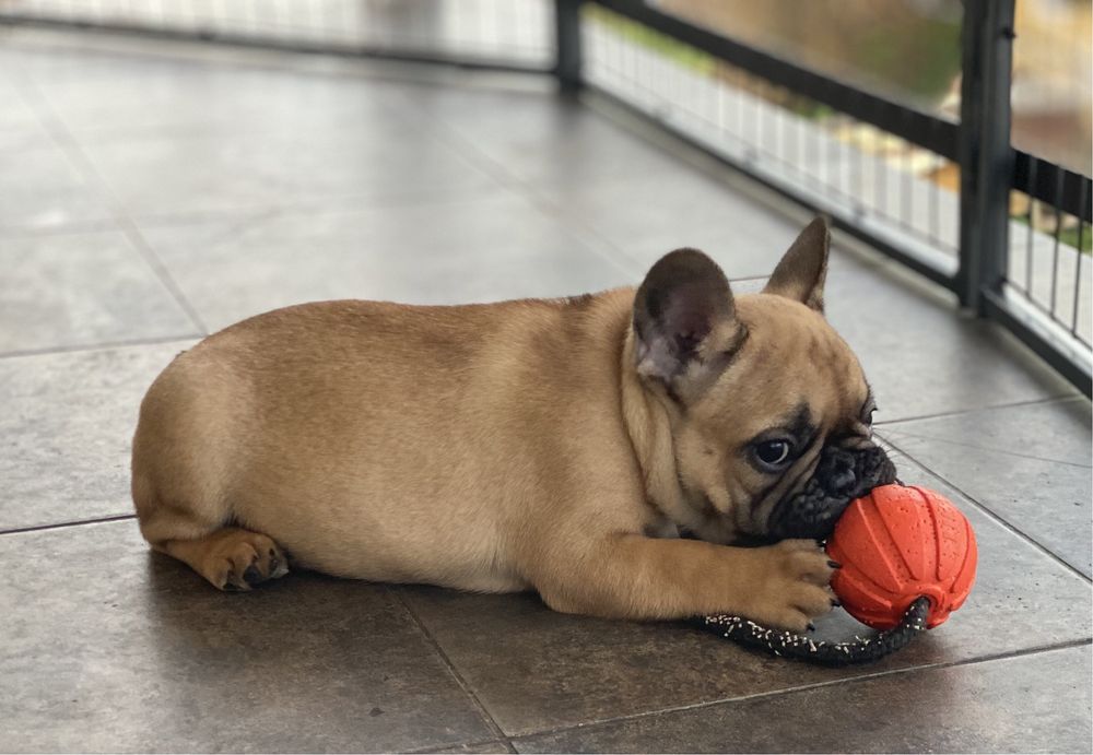 Бомбезні дівчатка КСУ