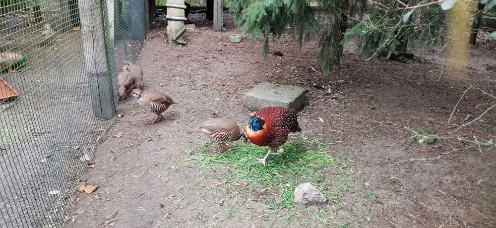 Kuropatwy czerwone i polne