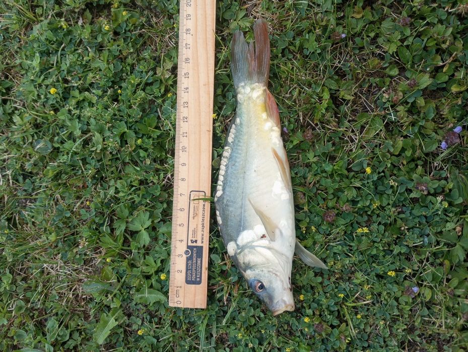 Karp karaś kroczek narybek karpia