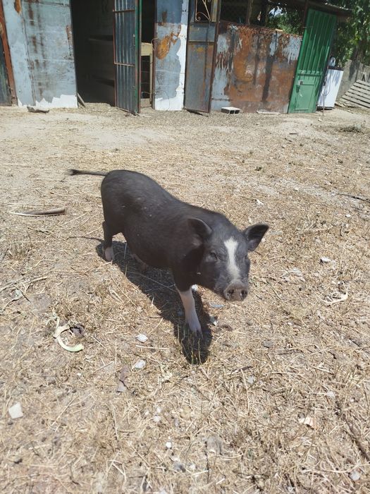 Porco viatenamita