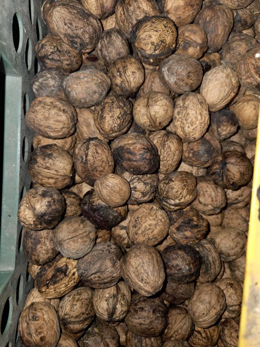 Orzechy ekologiczne 20kg