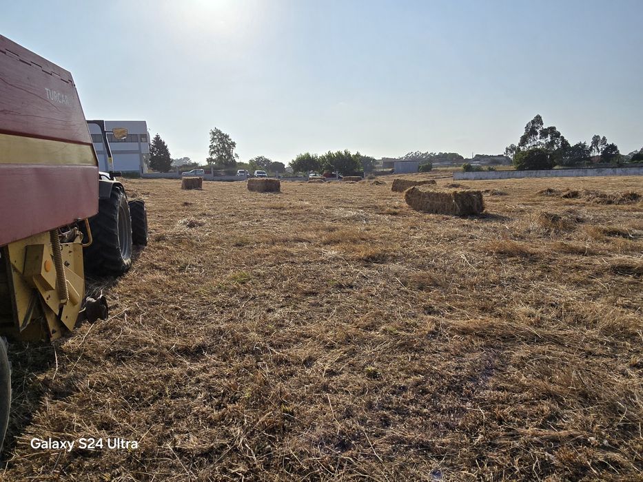 Fardos de palha 2025