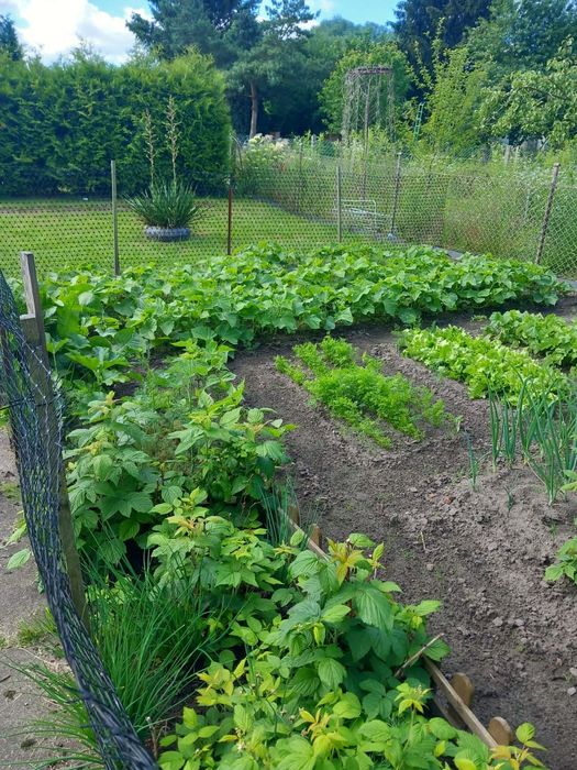 Sprzedam działkę ROD