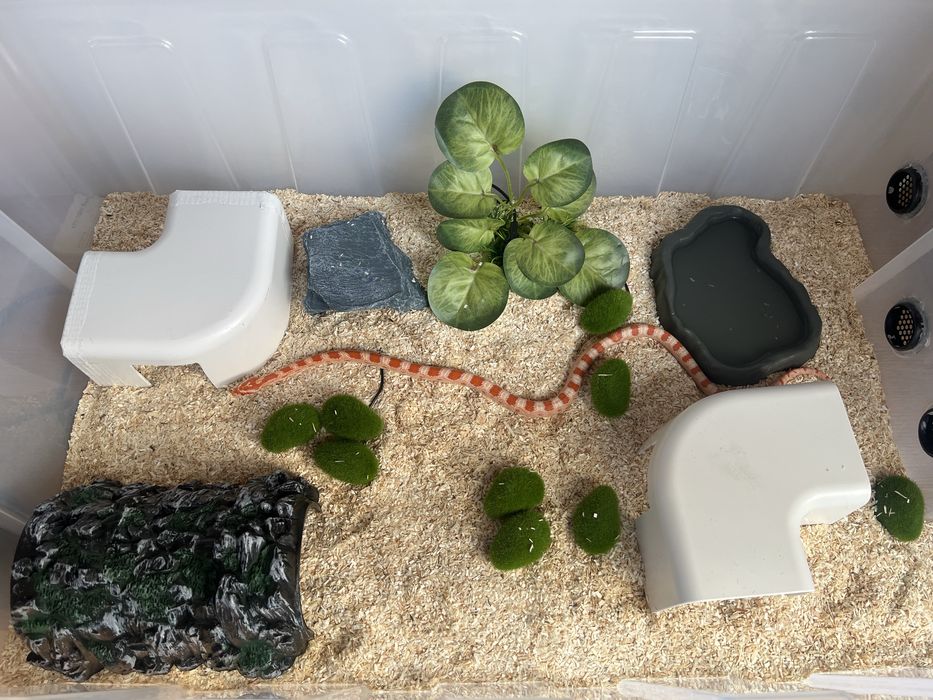 Wąż zbożowy samica 10 miesięcy 70cm + Terrarium, akcesoria