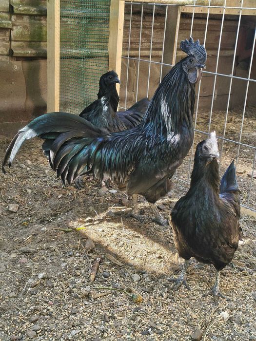 Jaja lęgowe Ayam cemani