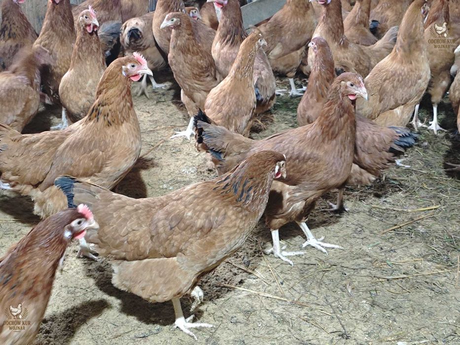 Młode kury nioski ogólnoużytkowe 18–22 tygodnie różne odmiany