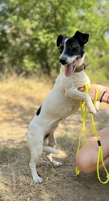 Отдам даром в добрые руки собачку метис мелкой породы