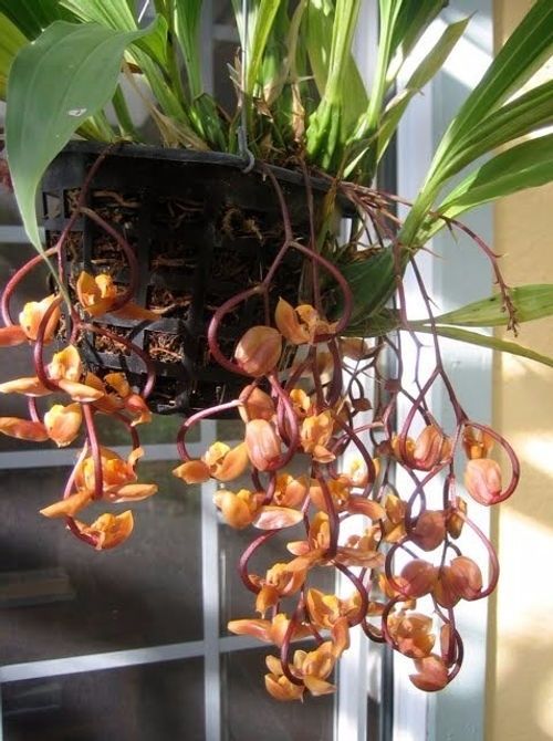 Vendo Orquídea Gongora galeata