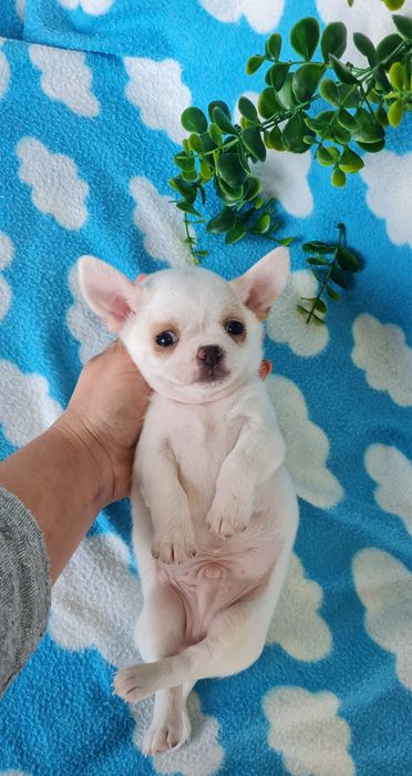 Excelente mini chihuahua/chiuaua Qualidade, Linhagem Russa