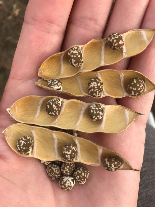 Niepryskany 3 t Łubin gorzki wąskolistny