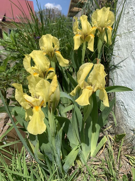 Іриси карликові