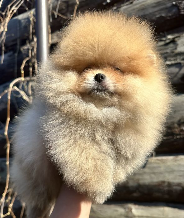 Хлопчик померанський шпіц