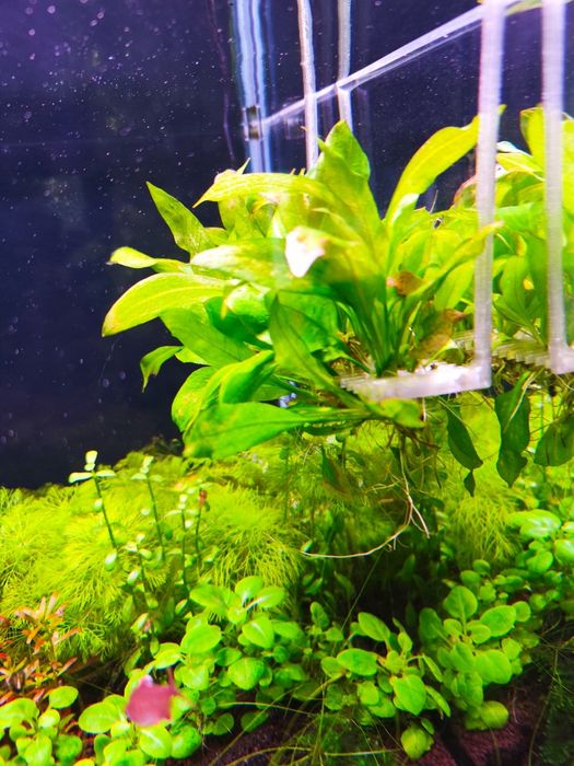 Echinodorus bleherae