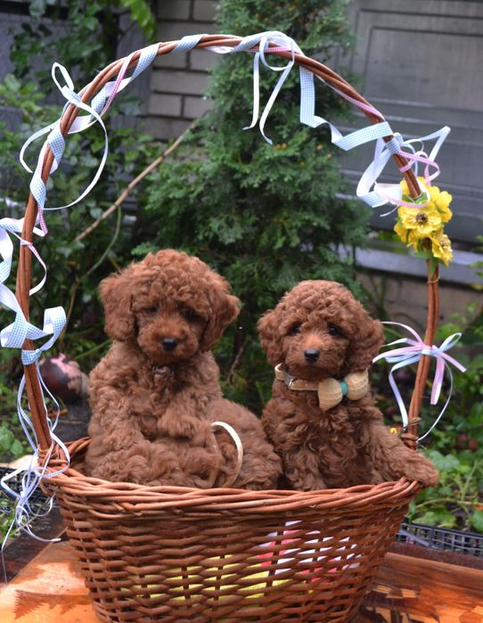 Той пудель супер красені , є доставка