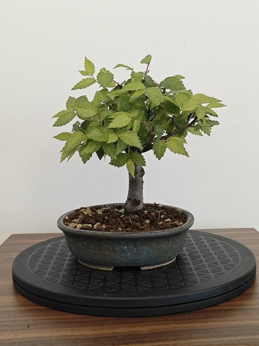 Pré-Bonsai Ulmus