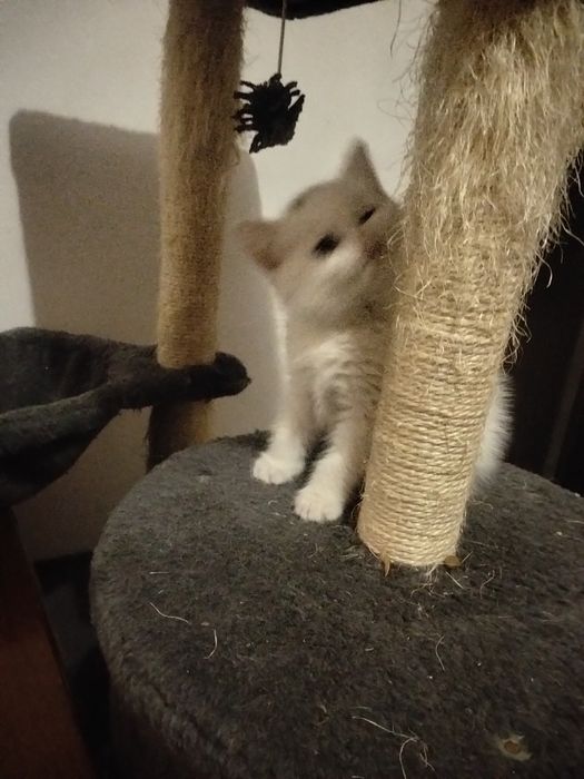 Ангорові кошенята дівчатка