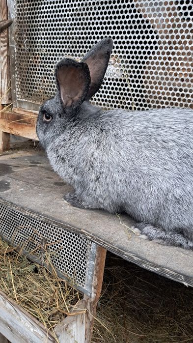 Кролики Полтавське срібло молодняк