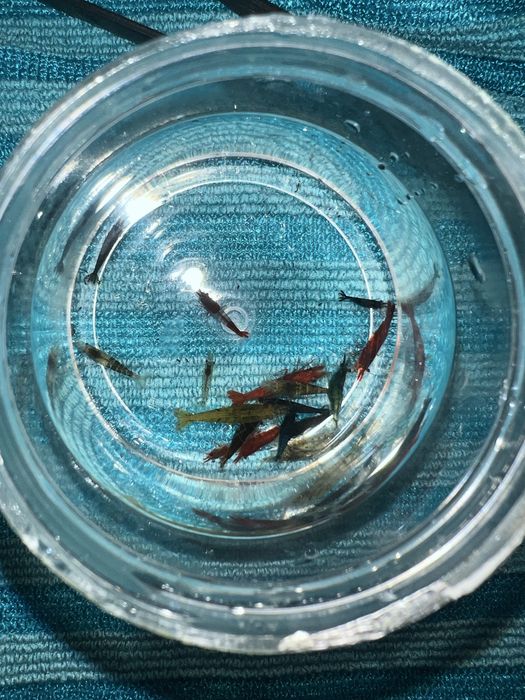 Vendo mix de neocaridina varias cores