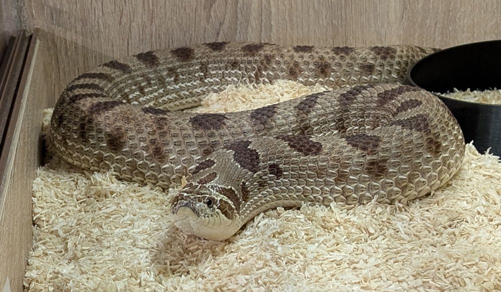 Heterodon zachodni conda het albino