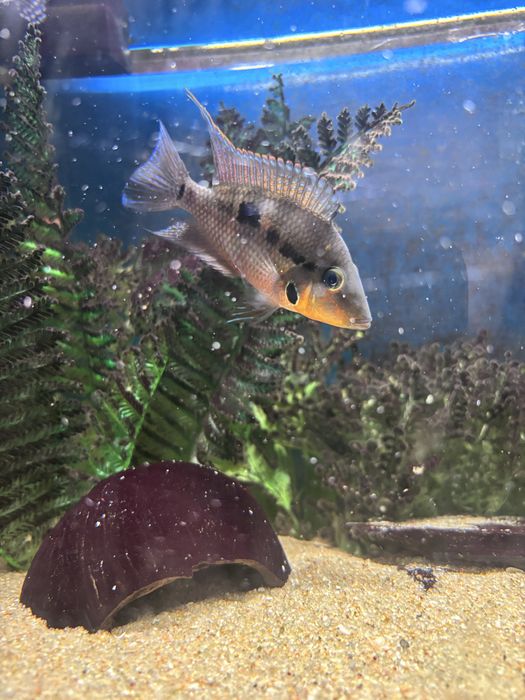 Peixe boca de fogo macho 8cm (Firemouth/Thorichthys meeki)