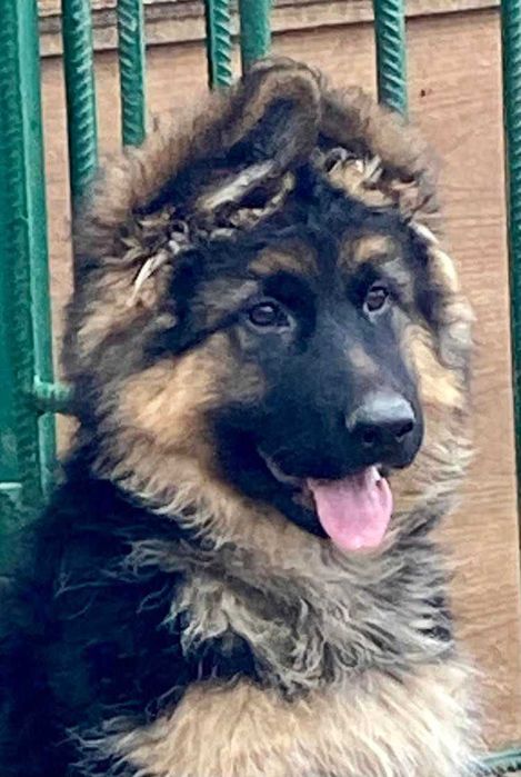 Породные, крупные, длинношерстные щенки - КСУ