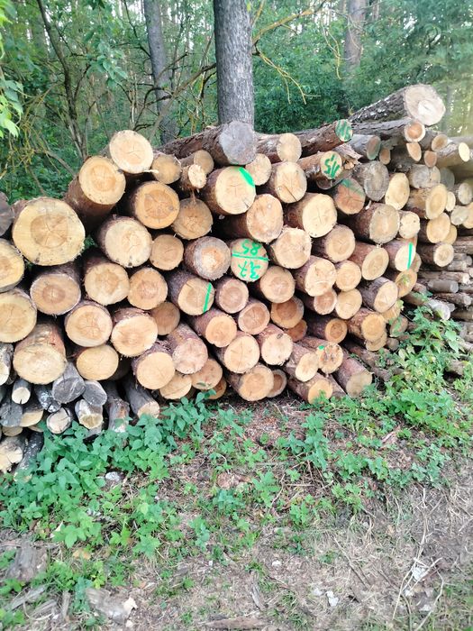 Suche Drewno kominkowe  opałowe i galeziówka liściaste i iglaste