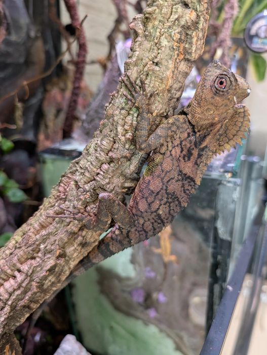 Sprzedam piękną parę agam kameleonowatych