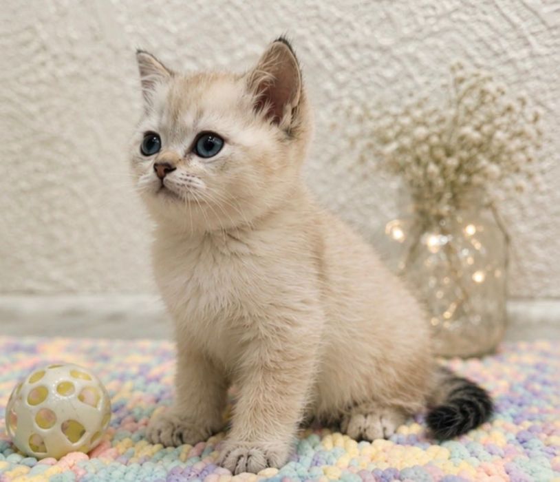Шотландский чистокровный мальчик