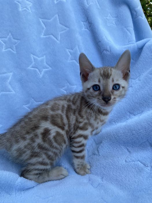 Снежные котики минк