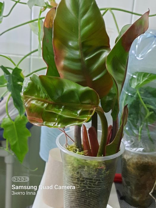 Philodendron Karlo