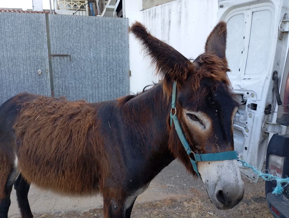 Burro Mirandês domesticado ideal para crianças