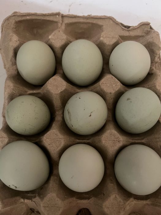 Інкубаційні яйця амераукана