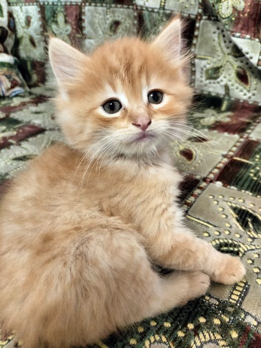 Кошенята, котики