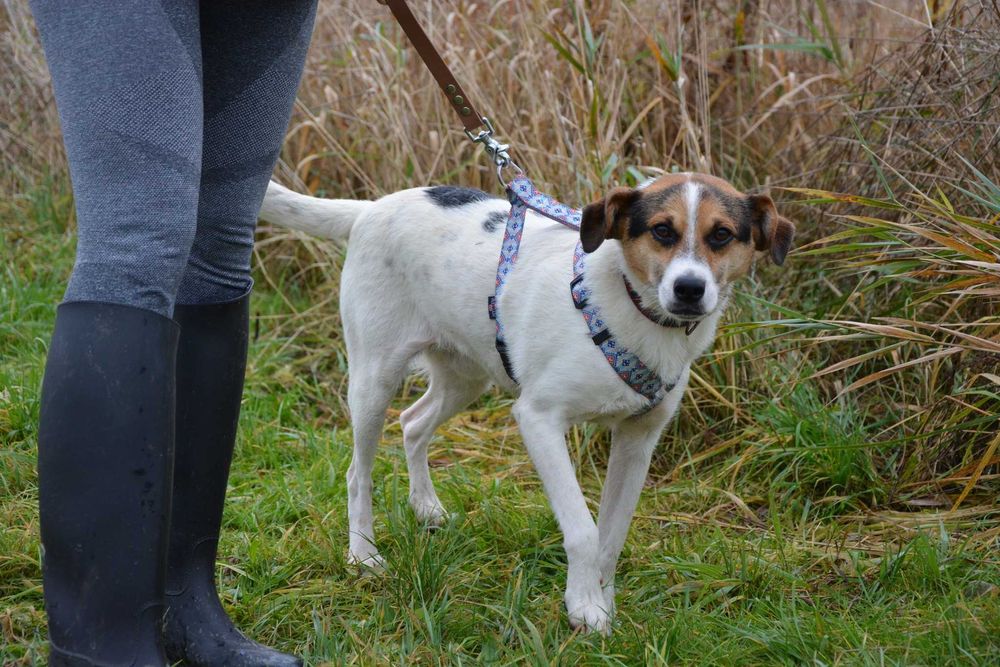 Brodi - słodki pycholek szuka nowego domu ADOPCJA