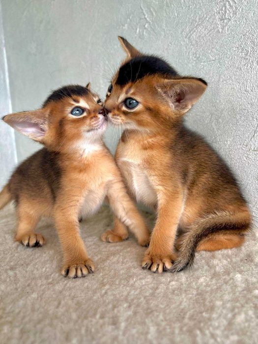 Абіссинські кошенята - ваше маленьке диво вже чекає!!!