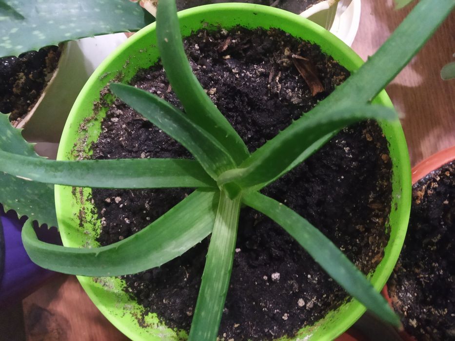 Продам Алоэ (несколько видов)