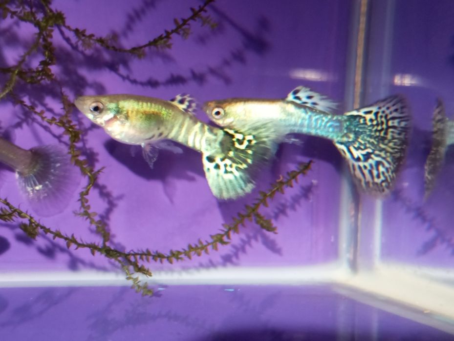 Guppies  Yellow Cobra