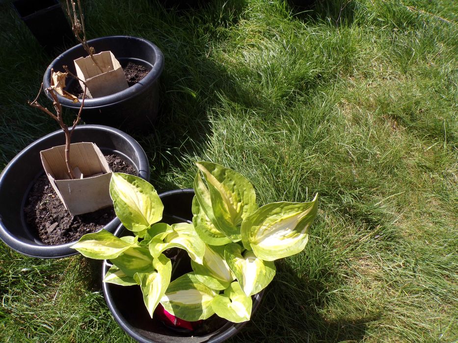 Hosta, szybko rosnąca, duża mocna sadzonka
