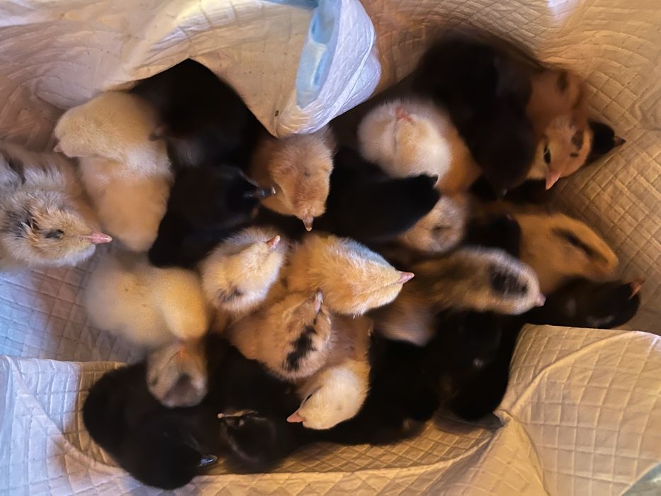Kurczaki ciekawe mixy kolorowe jajka
