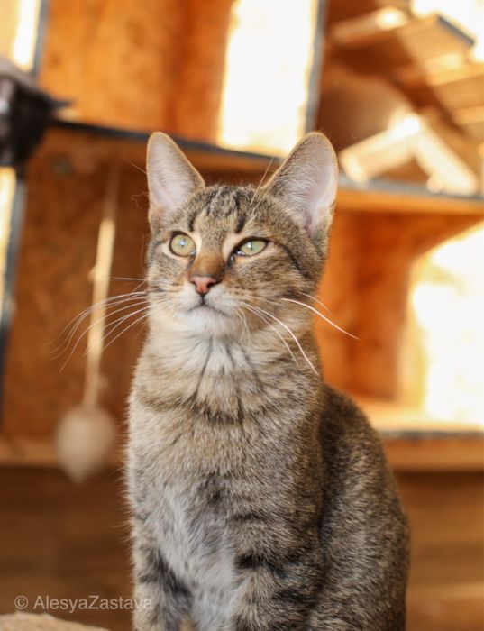 Котенок-радость Шнурок,  котенок 1 год