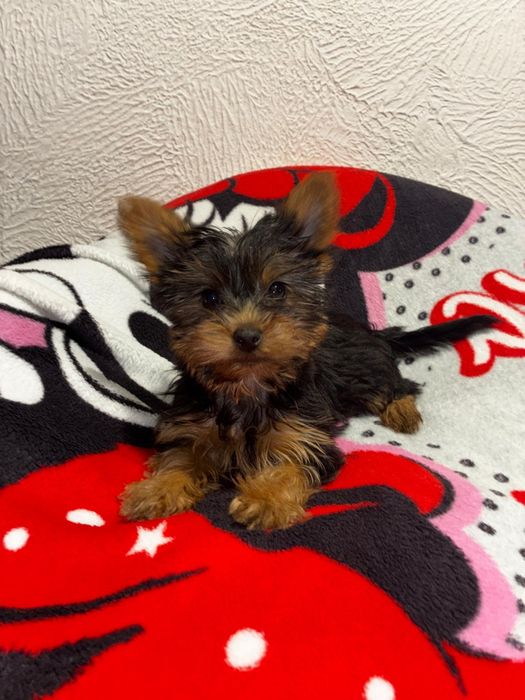 Yorkshire terrier suczka