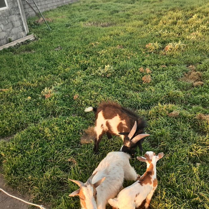 Cabras anãs para troca