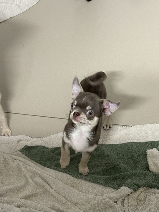 Chłopczyk chihuahua FCI