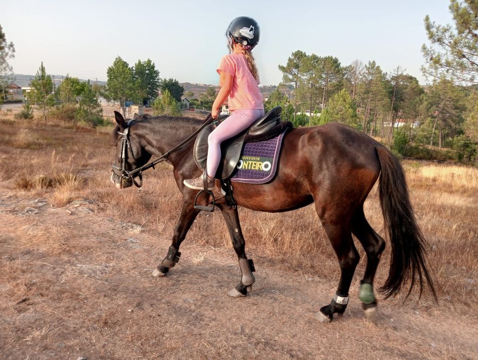 Garrana 2 anos e meio montada/engatada gestante