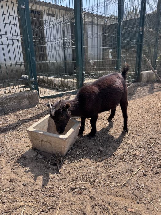 Cabras anãs novas e velhas