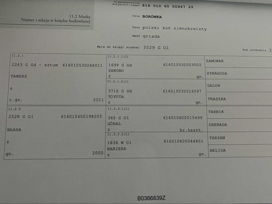 Sprzedam ogierka zimnokrwistego