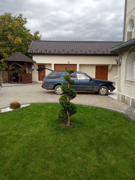 Стрижка рослин і туй