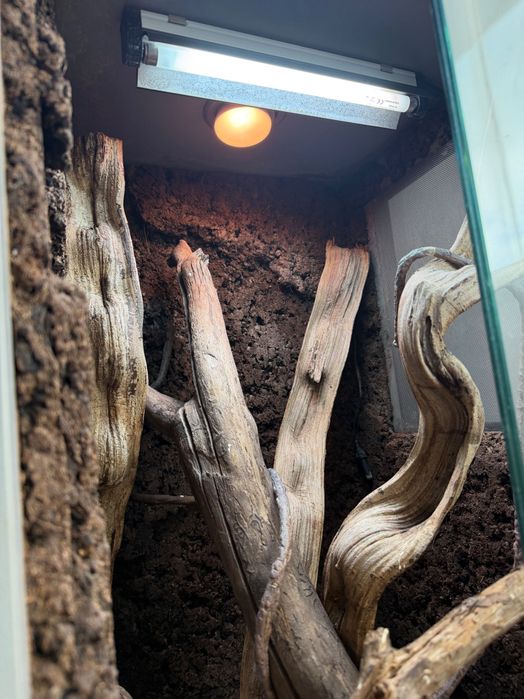Terrarium dla kameleona