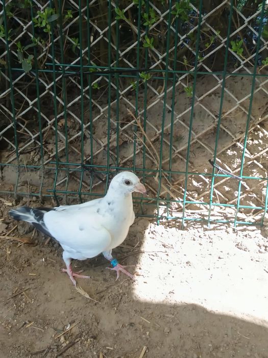 Gołebie mlode białe